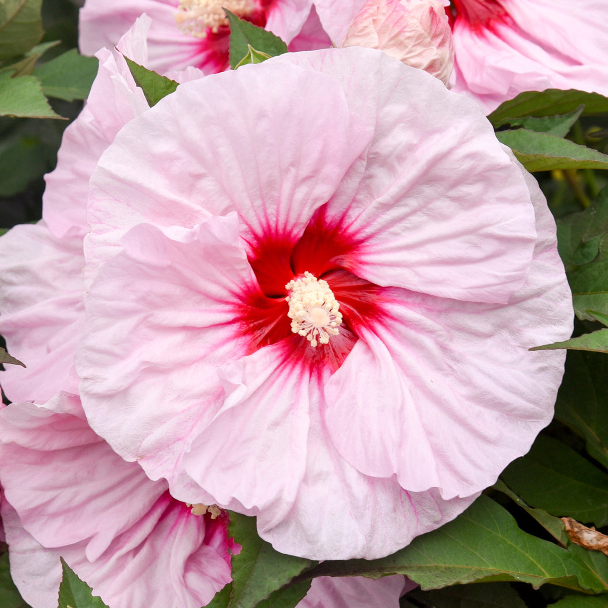 Hibiscus SUMMERIFIC® 'All Eyes on Me'