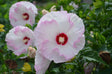 Hibiscus SUMMERIFIC® 'Ballet Slippers'