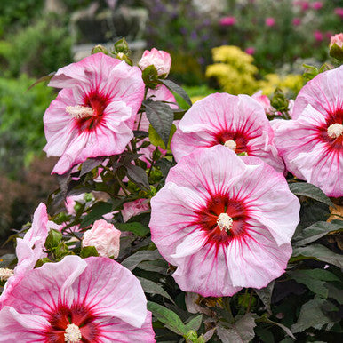 Hibiscus SUMMERIFIC® 'Cherry Choco Latte' – Romence Gardens