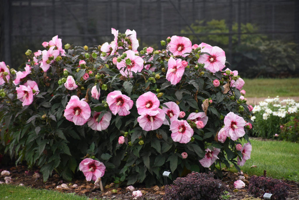 Hibiscus SUMMERIFIC® 'Cherry Choco Latte'