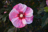 Hibiscus SUMMERIFIC® 'Cherry Choco Latte'