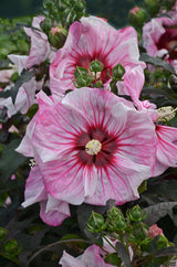 Hibiscus SUMMERIFIC® 'Cherry Choco Latte'