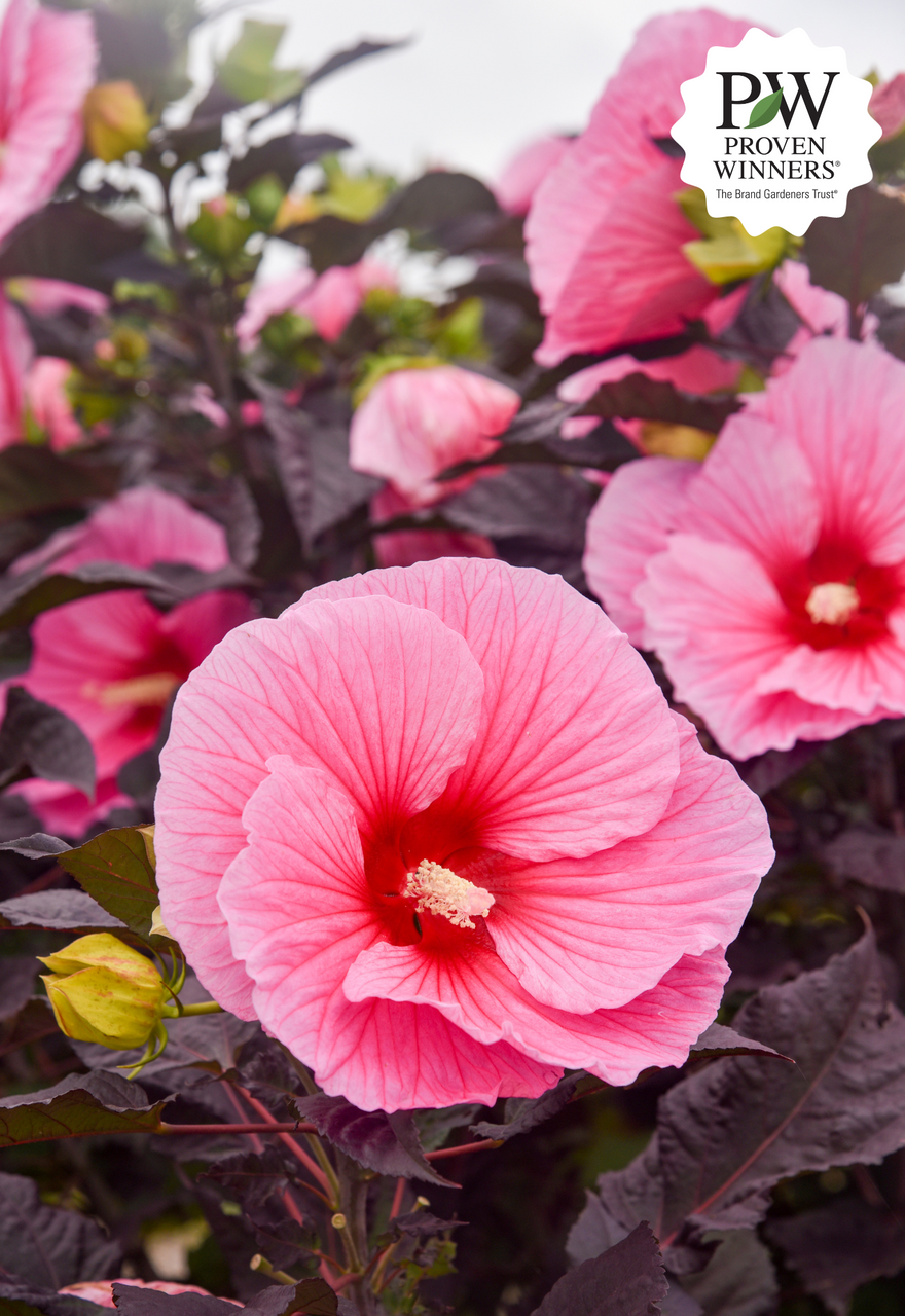 Hibiscus SUMMERIFIC® 'Edge of Night' – Romence Gardens & Greenhouses