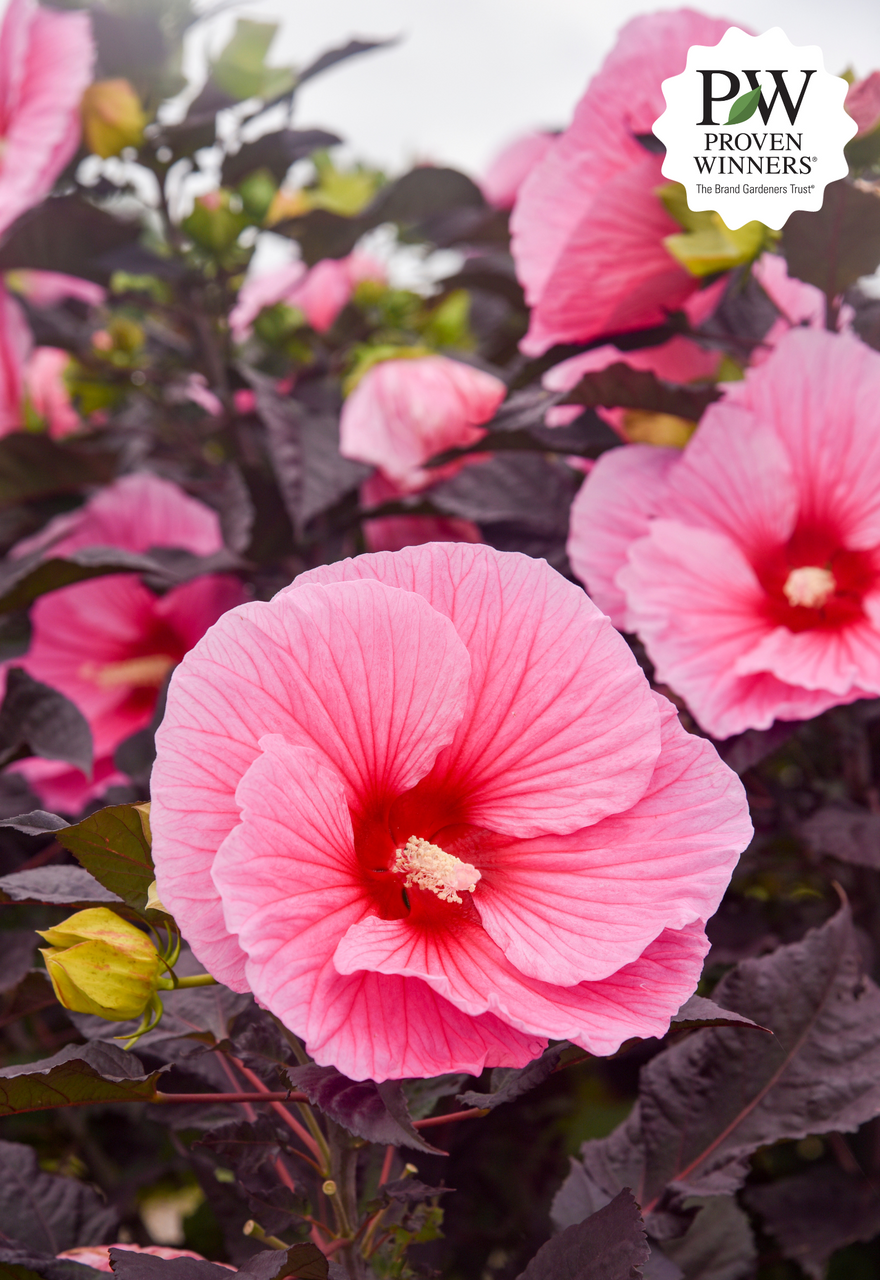 Hibiscus SUMMERIFIC® 'Edge of Night'