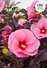 Hibiscus SUMMERIFIC® 'Edge of Night'