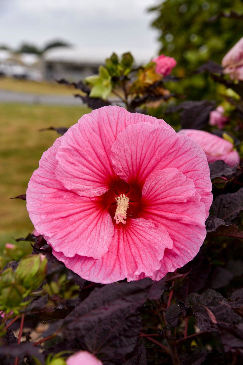 Hibiscus SUMMERIFIC® 'Edge of Night'