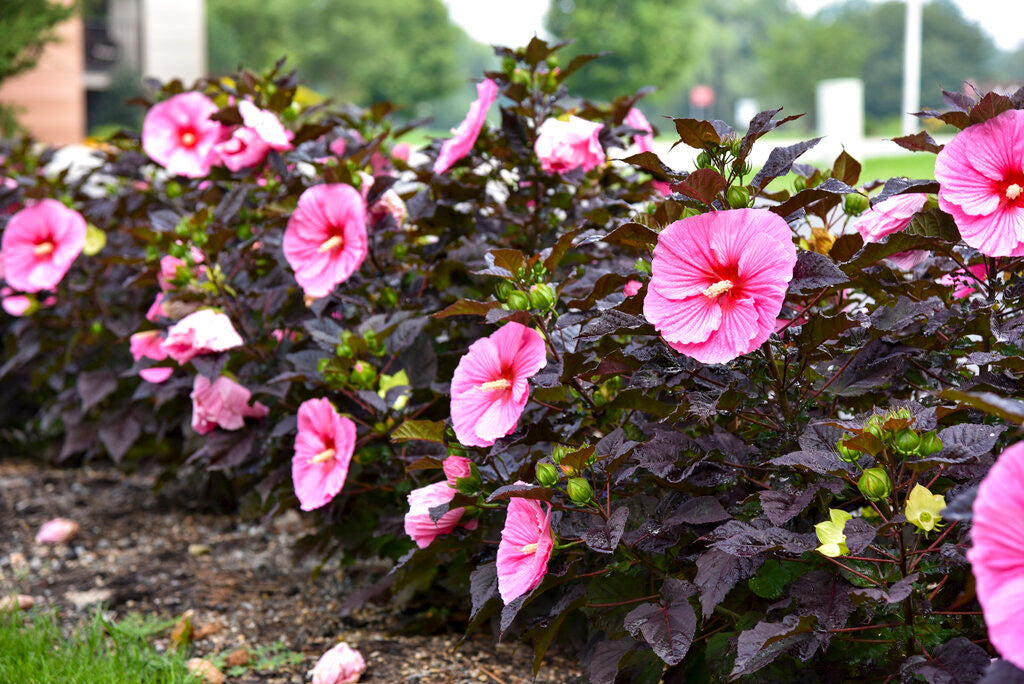 Hibiscus SUMMERIFIC® 'Edge of Night'