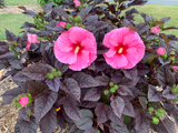 Hibiscus SUMMERIFIC® 'Edge of Night'