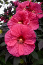 Hibiscus SUMMERIFIC® 'Evening Rose'