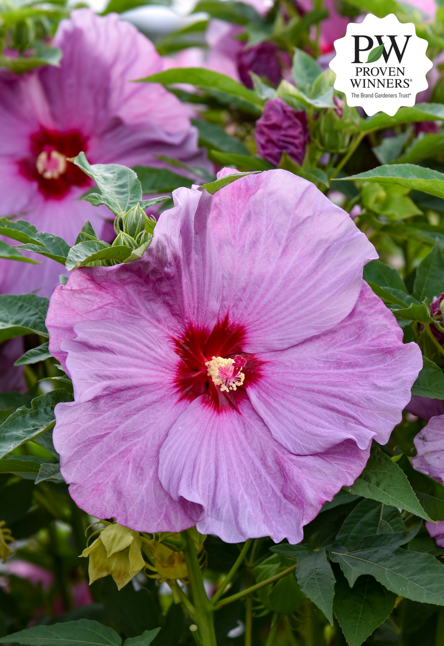 Hibiscus Summerific® 'Lilac Crush'