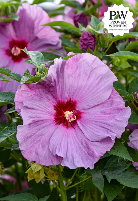 Hibiscus Summerific® 'Lilac Crush'