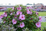 Hibiscus Summerific® 'Lilac Crush'