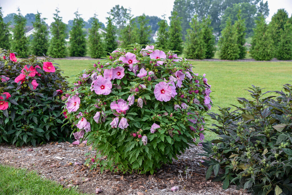 Hibiscus Summerific® 'Lilac Crush'