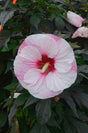 Hibiscus SUMMERIFIC® 'Perfect Storm'