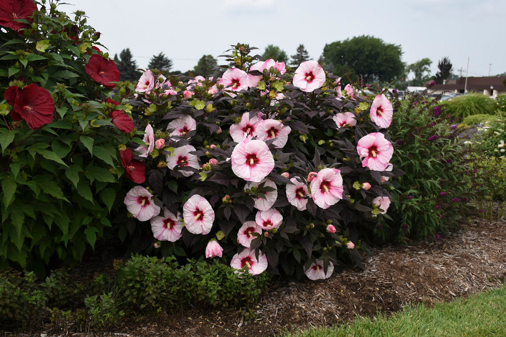 Hibiscus SUMMERIFIC® 'Perfect Storm'
