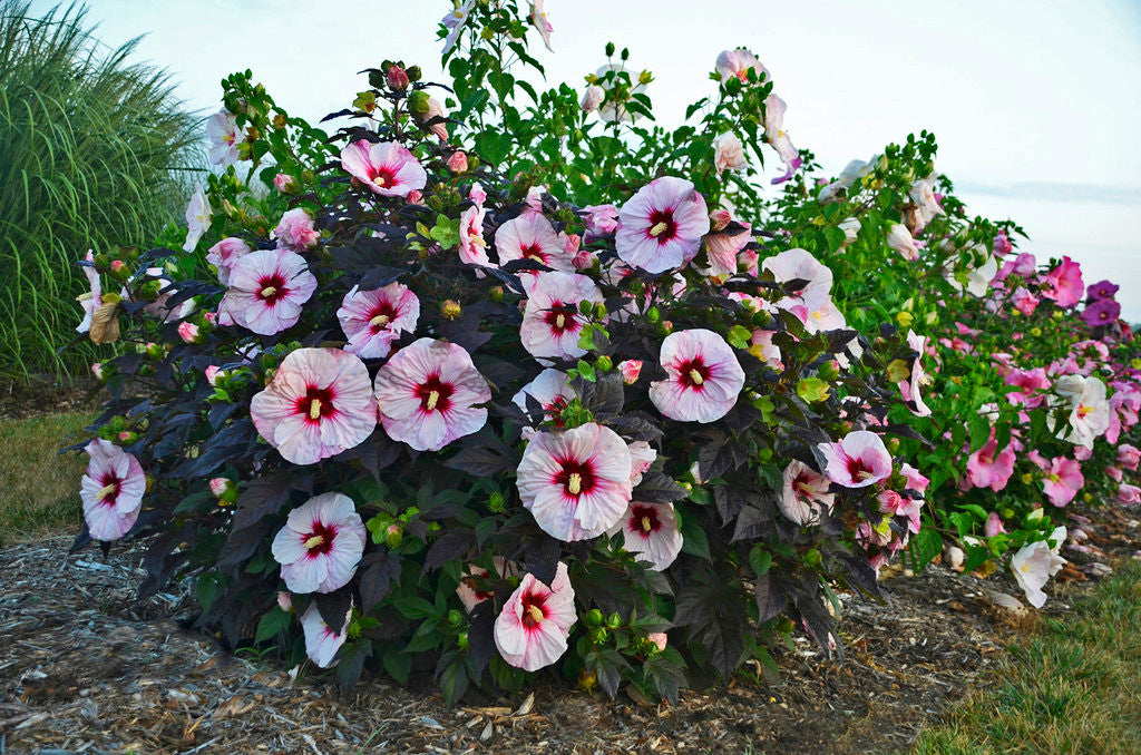 Hibiscus SUMMERIFIC® 'Perfect Storm'