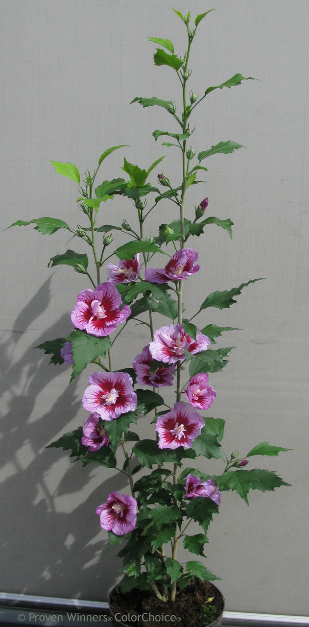 Hibiscus 'Purple Pillar®'