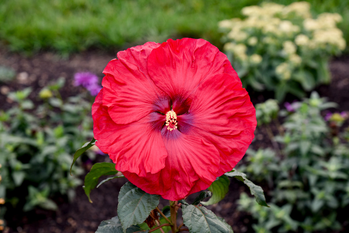 Hibiscus SUMMERIFIC® 'Valentine's Crush'