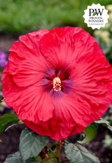 Hibiscus SUMMERIFIC® 'Valentine's Crush'