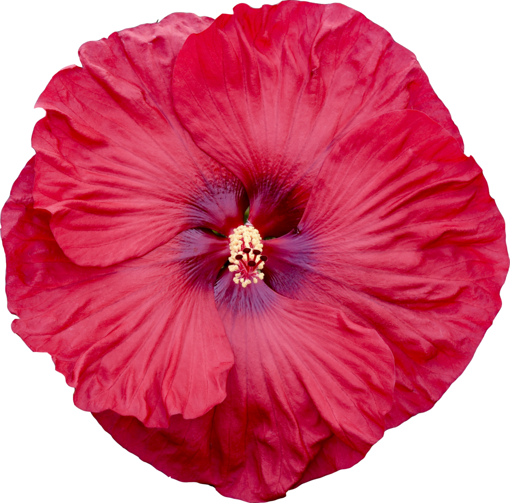 Hibiscus SUMMERIFIC® 'Valentine's Crush'