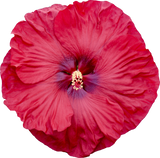 Hibiscus SUMMERIFIC® 'Valentine's Crush'