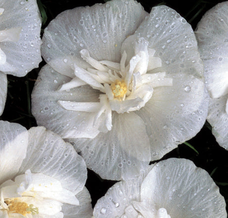 Hibiscus 'White Chiffon®'