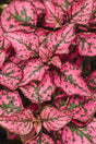 Hypoestes phyllostachya 'Hippo® Rose'