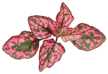 Hypoestes phyllostachya 'Hippo® Rose'