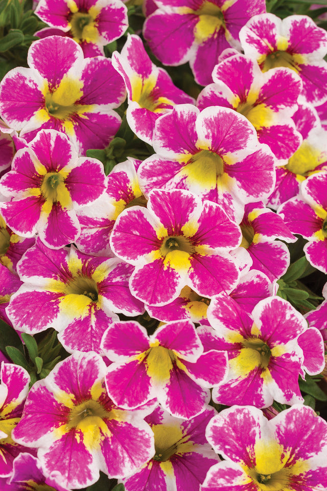 Calibrachoa hybrid 'Superbells® Holy Cow!™' close up