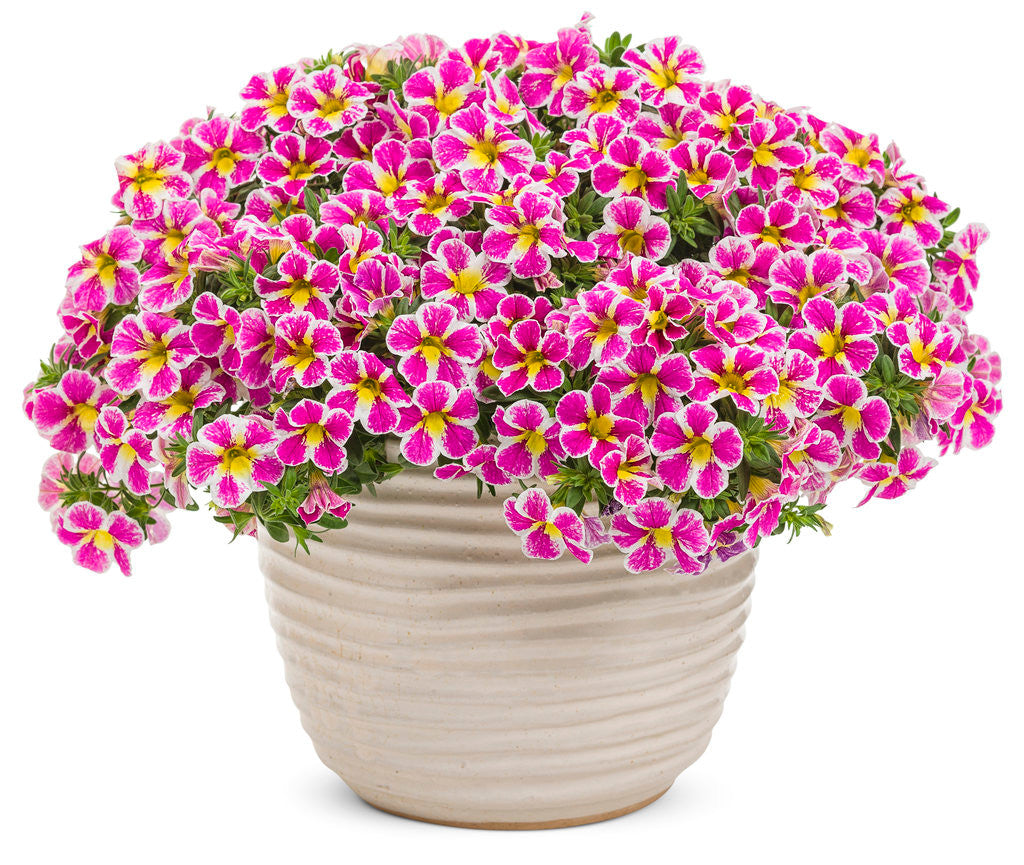 Calibrachoa hybrid 'Superbells® Holy Cow!™' in decorative pot