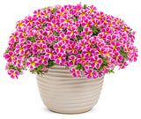 Calibrachoa hybrid 'Superbells® Holy Cow!™' in decorative pot