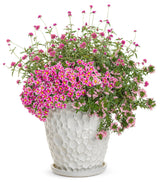 Calibrachoa hybrid 'Superbells® Holy Cow!™' combination