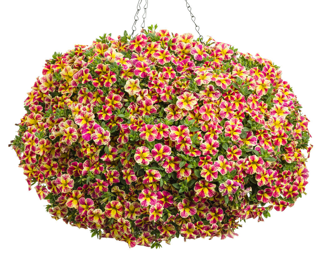 Calibrachoa hybrid 'Superbells® Holy Moly!®' in hanging basket