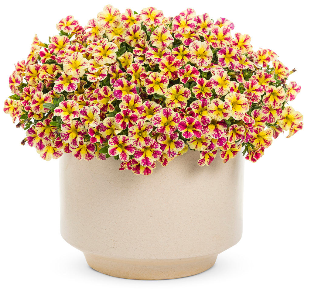 Calibrachoa hybrid 'Superbells® Holy Moly!®' in decorative pot