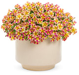 Calibrachoa hybrid 'Superbells® Holy Moly!®' in decorative pot