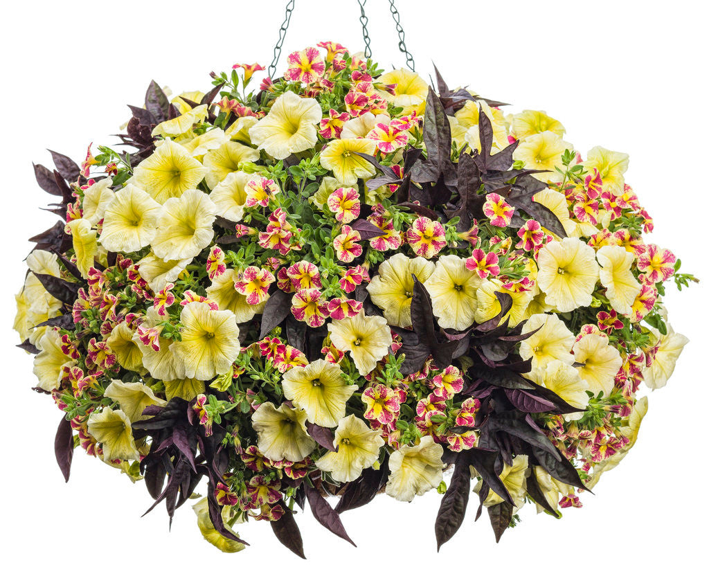 Calibrachoa hybrid 'Superbells® Holy Moly!®' combination