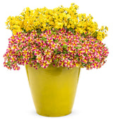 Calibrachoa hybrid 'Superbells® Holy Moly!®' combination