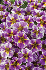 Calibrachoa hybrid 'Superbells® Holy Smokes!®' close up