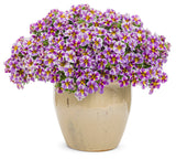 Calibrachoa hybrid 'Superbells® Holy Smokes!®' in decorative pot