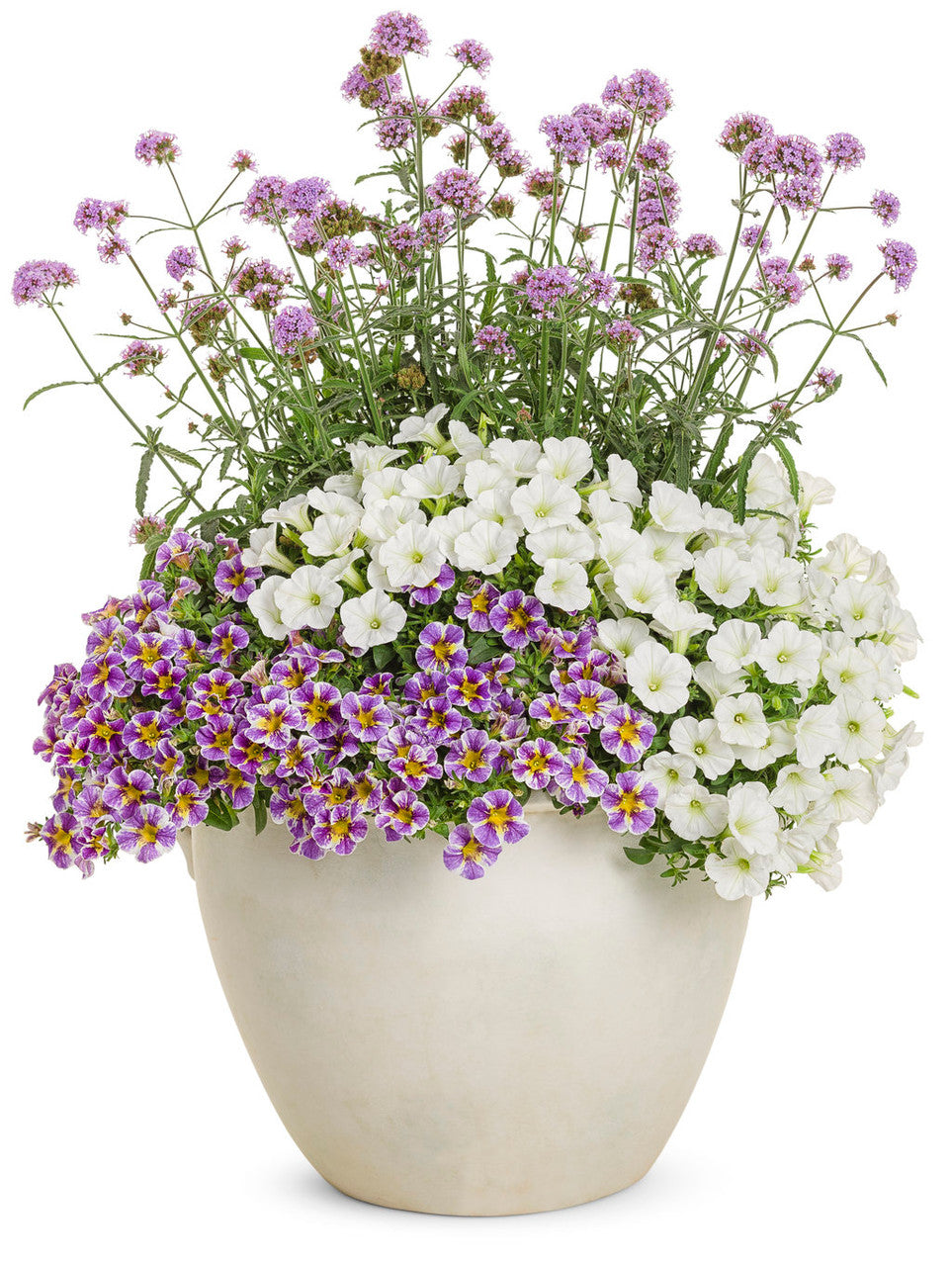 Calibrachoa hybrid 'Superbells® Holy Smokes!®' combination