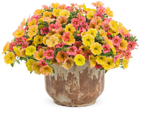 Petunia hybrid 'Supertunia® Honey™' combination