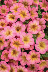 Calibrachoa hybrid 'Superbells® Honeyberry™' close up