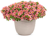 Calibrachoa hybrid 'Superbells® Honeyberry™' in decorative pot