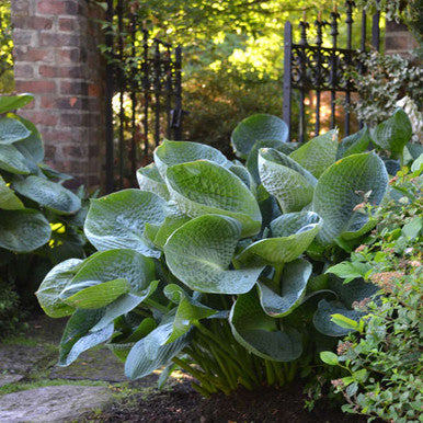 Hosta 'Abiqua Drinking Gourd'