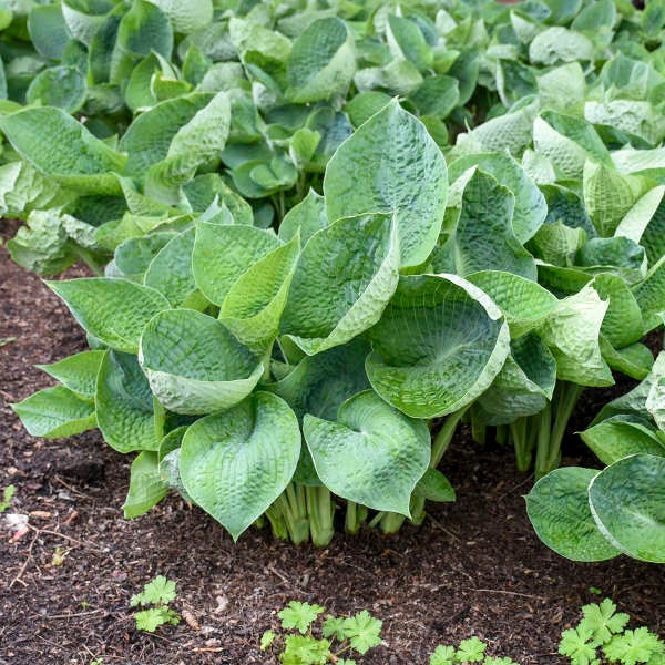 Hosta 'Abiqua Drinking Gourd'