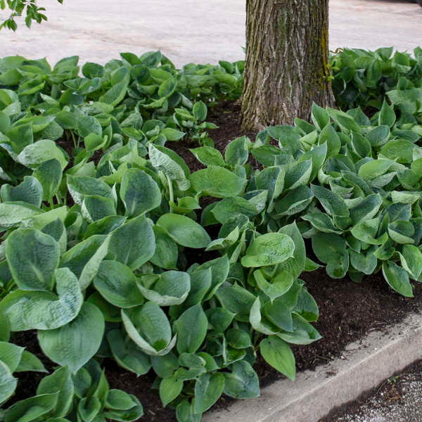 Hosta 'Abiqua Drinking Gourd'