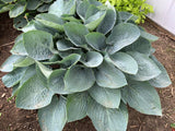 Hosta SHADOWLAND® 'Above the Clouds'