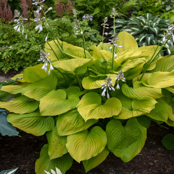 Hosta 'Age of Gold'