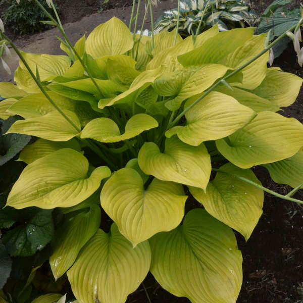 Hosta 'Age of Gold'