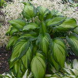 Hosta 'Angel Falls'